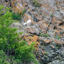 ALASKA WILDLIFE