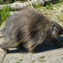 ALASKA WILDLIFE