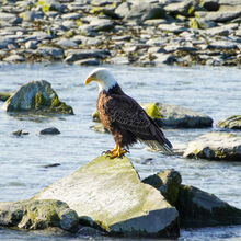 ALASKA WILDLIFE