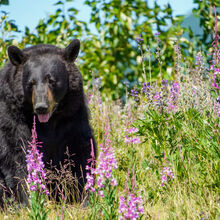 ALASKA WILDLIFE