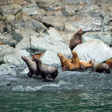 ALASKA WILDLIFE