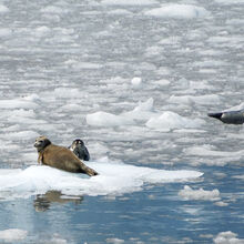 ALASKA WILDLIFE