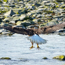 ALASKA WILDLIFE