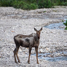 ALASKA WILDLIFE