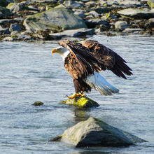 ALASKA WILDLIFE