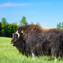 ALASKA WILDLIFE