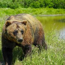 ALASKA WILDLIFE