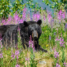 ALASKA WILDLIFE