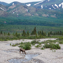 ALASKA WILDLIFE