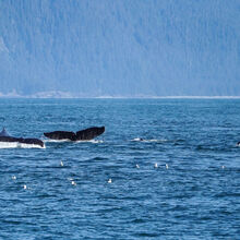 ALASKA WILDLIFE