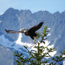 ALASKA WILDLIFE