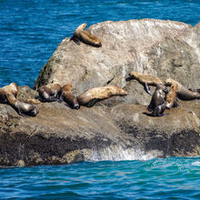 ALASKA WILDLIFE