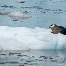 ALASKA WILDLIFE