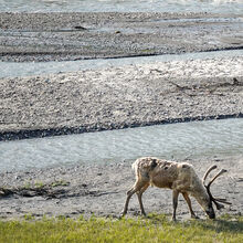 ALASKA WILDLIFE