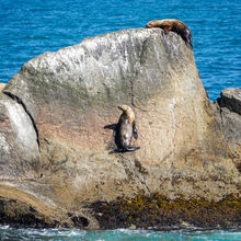 ALASKA WILDLIFE