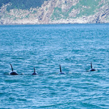 ALASKA WILDLIFE