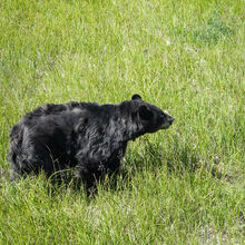 ALASKA WILDLIFE