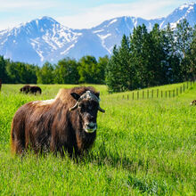 ALASKA WILDLIFE