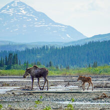 ALASKA WILDLIFE