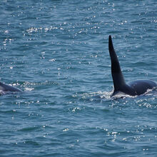 ALASKA WILDLIFE