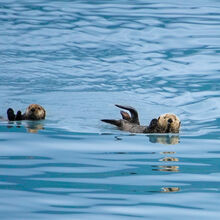 ALASKA WILDLIFE