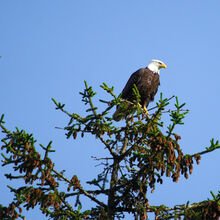 ALASKA WILDLIFE