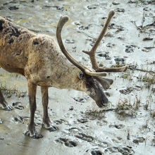 ALASKA WILDLIFE