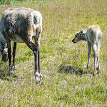 ALASKA WILDLIFE