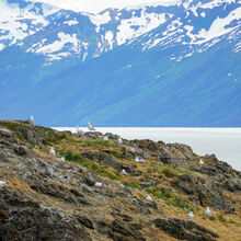 ALASKA WILDLIFE