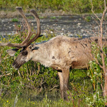 ALASKA WILDLIFE