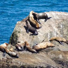 ALASKA WILDLIFE