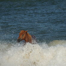 ASSATEAGUE ISLAND NATIONAL SEASHORE