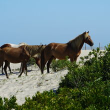 ASSATEAGUE ISLAND NATIONAL SEASHORE