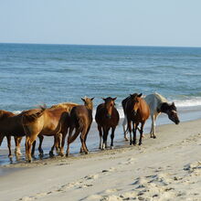 ASSATEAGUE ISLAND NATIONAL SEASHORE