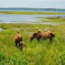 ASSATEAGUE ISLAND NATIONAL SEASHORE