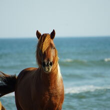 ASSATEAGUE ISLAND NATIONAL SEASHORE