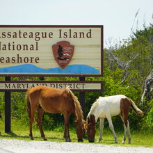 ASSATEAGUE ISLAND NATIONAL SEASHORE