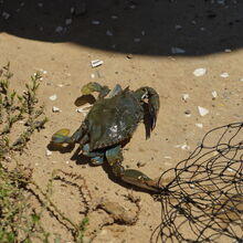 ASSATEAGUE ISLAND NATIONAL SEASHORE