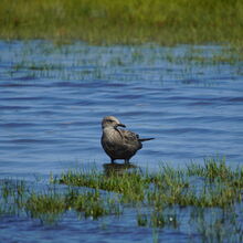 ASSATEAGUE ISLAND NATIONAL SEASHORE