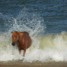 ASSATEAGUE ISLAND NATIONAL SEASHORE