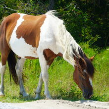 ASSATEAGUE ISLAND NATIONAL SEASHORE