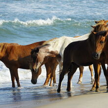 ASSATEAGUE ISLAND NATIONAL SEASHORE