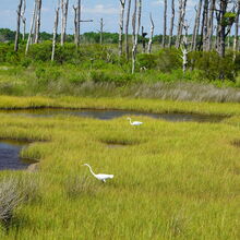 ASSATEAGUE ISLAND NATIONAL SEASHORE