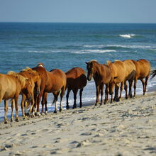 ASSATEAGUE ISLAND NATIONAL SEASHORE