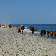 ASSATEAGUE ISLAND NATIONAL SEASHORE