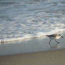 ASSATEAGUE ISLAND NATIONAL SEASHORE