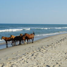 ASSATEAGUE ISLAND NATIONAL SEASHORE