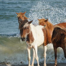 ASSATEAGUE ISLAND NATIONAL SEASHORE