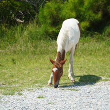 ASSATEAGUE ISLAND NATIONAL SEASHORE