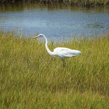 ASSATEAGUE ISLAND NATIONAL SEASHORE